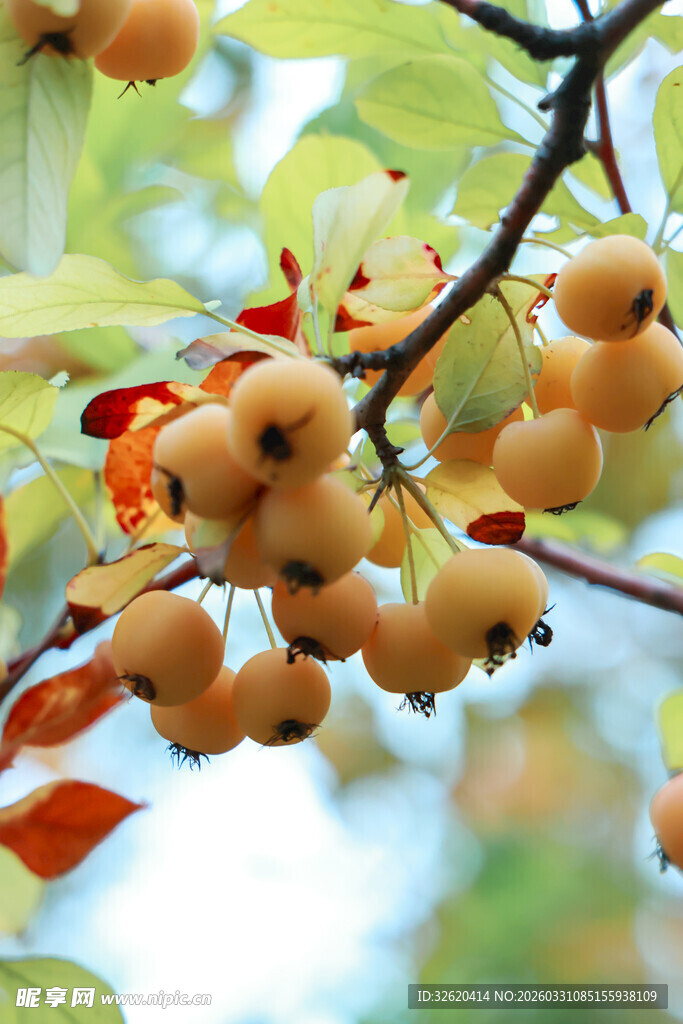 枝头累累的黄色小果实