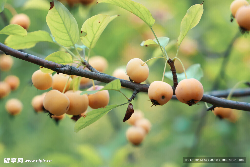 枝头挂满黄澄澄的小果实