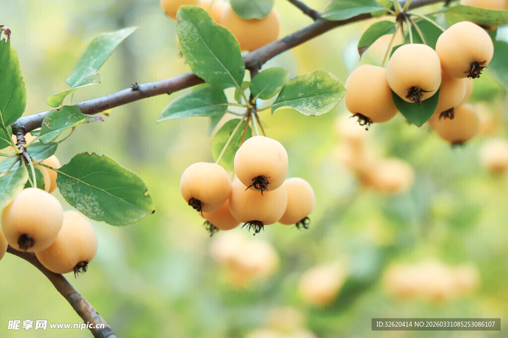 枝头挂着的黄澄澄果实