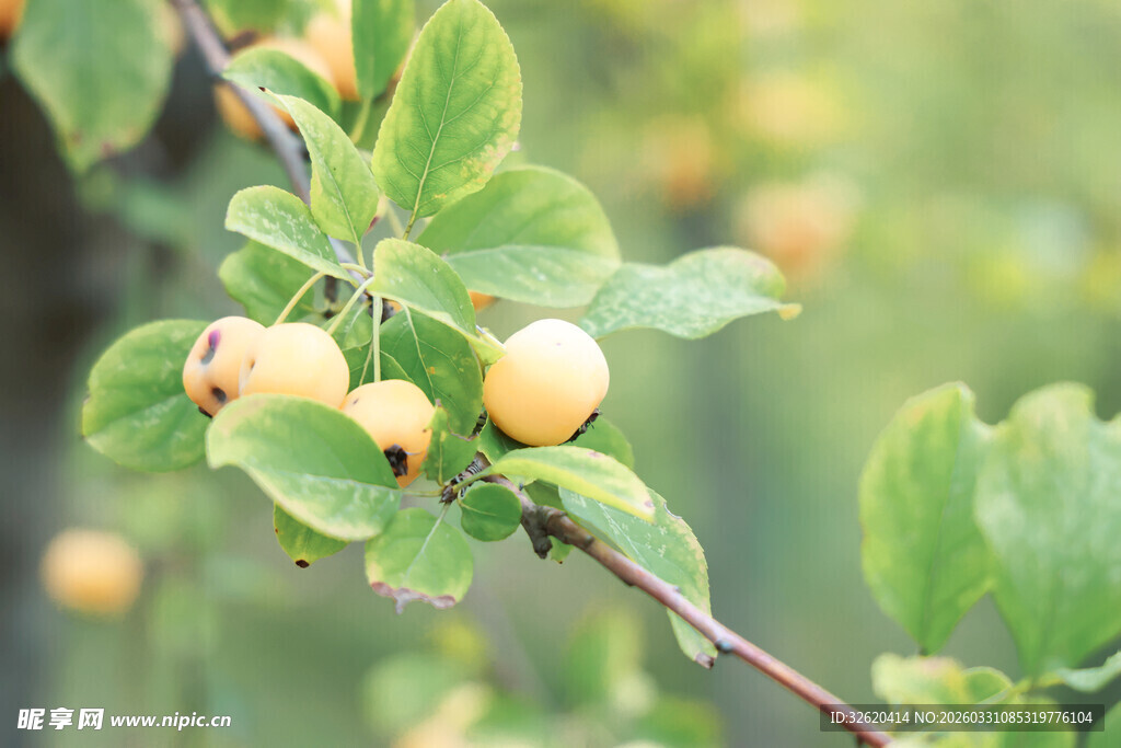枝头黄果伴绿叶