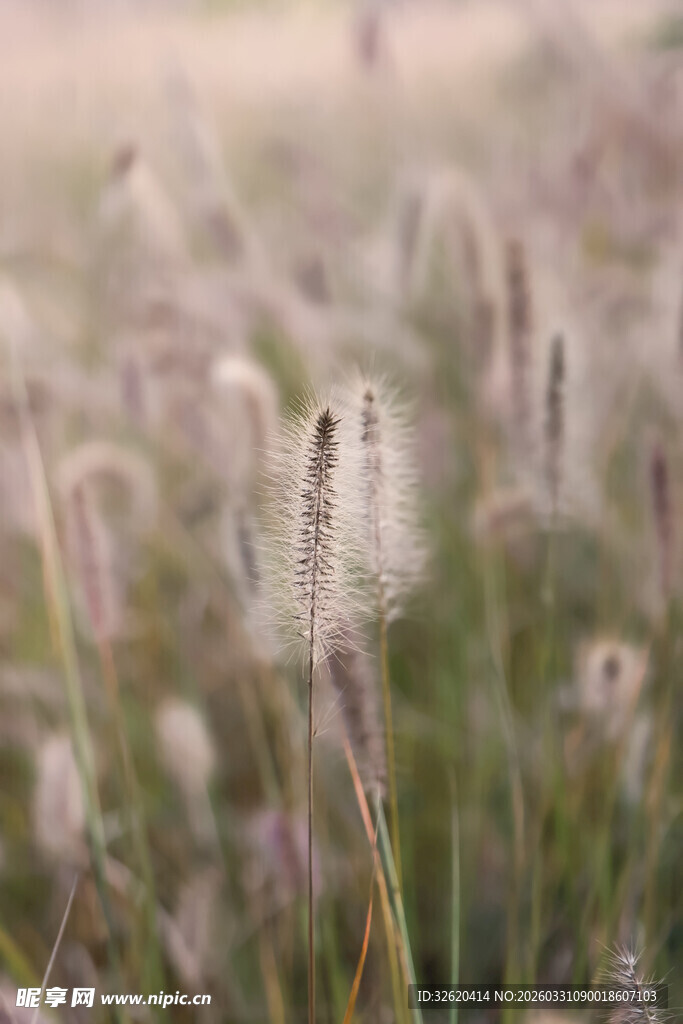 风中摇曳的轻柔狗尾草