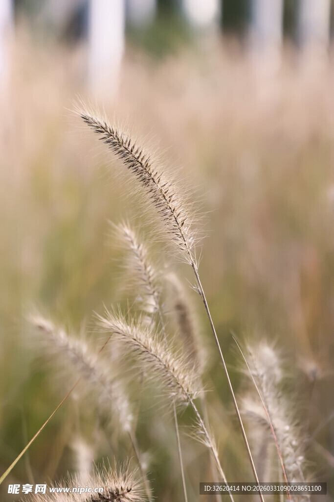 风中摇曳的狗尾草