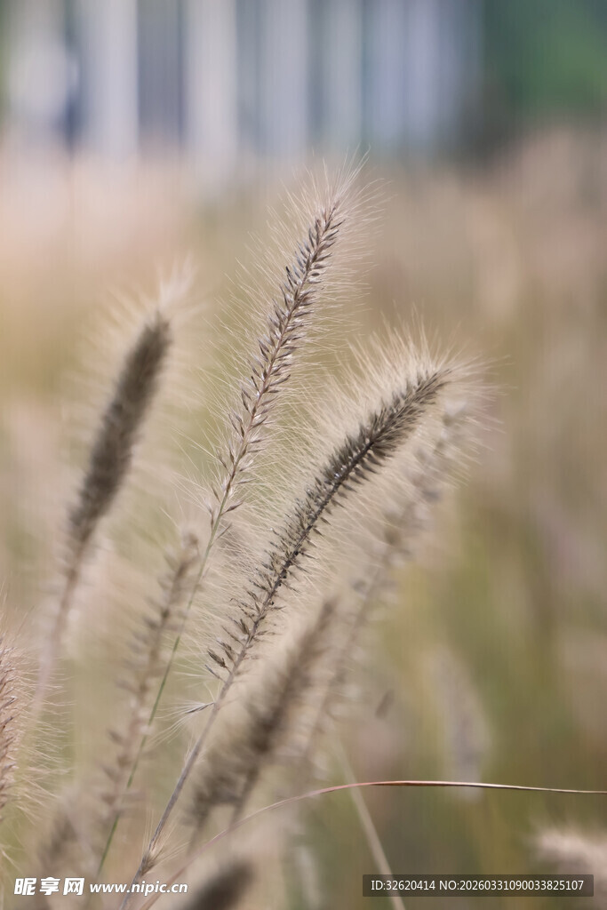 毛茸茸的狗尾巴草