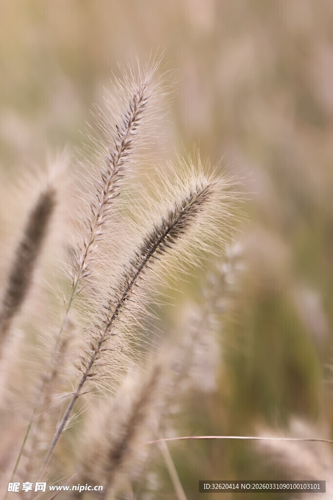 风中摇曳的狗尾草