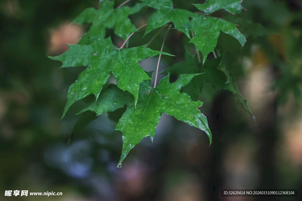 翠绿枫叶