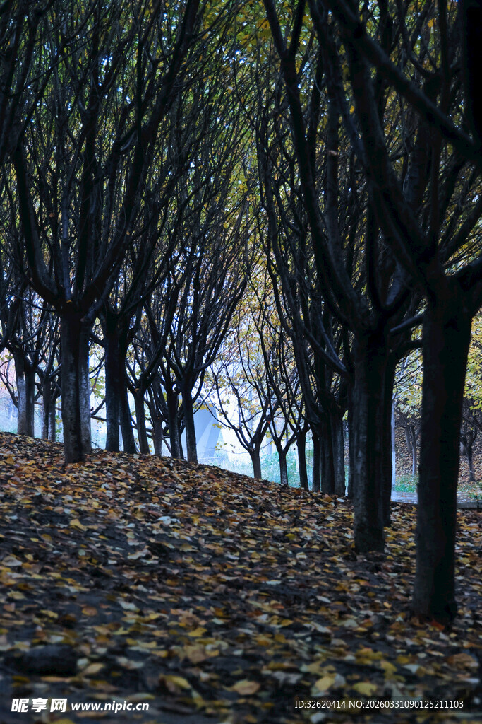 秋日林荫道落叶美景