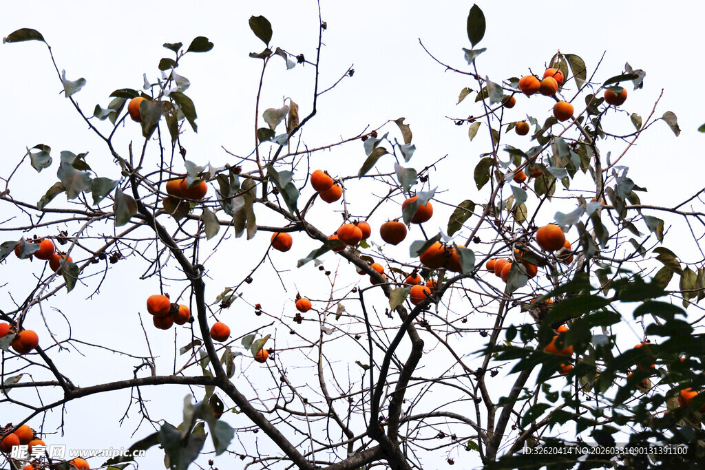 枝头累累柿子挂满秋意