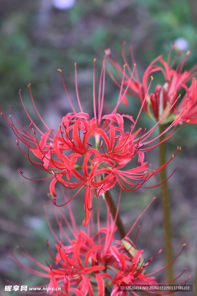 娇艳彼岸花绽放