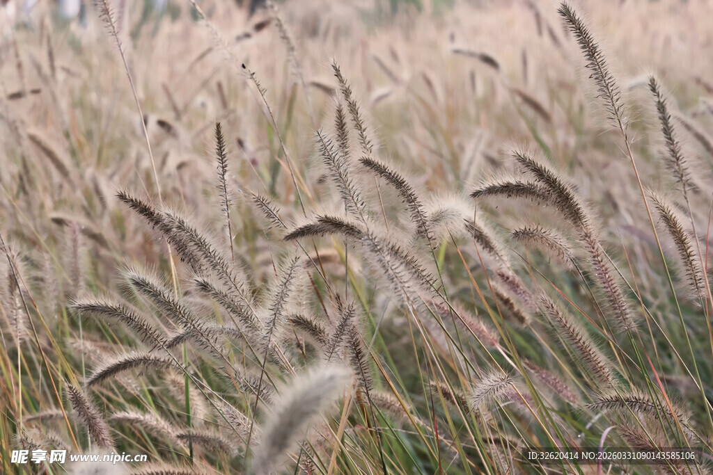 风中摇曳的金色狗尾草