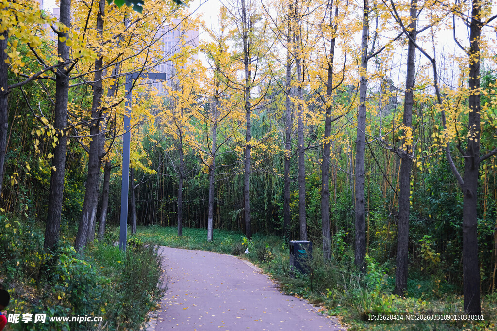 秋日林间小径美景