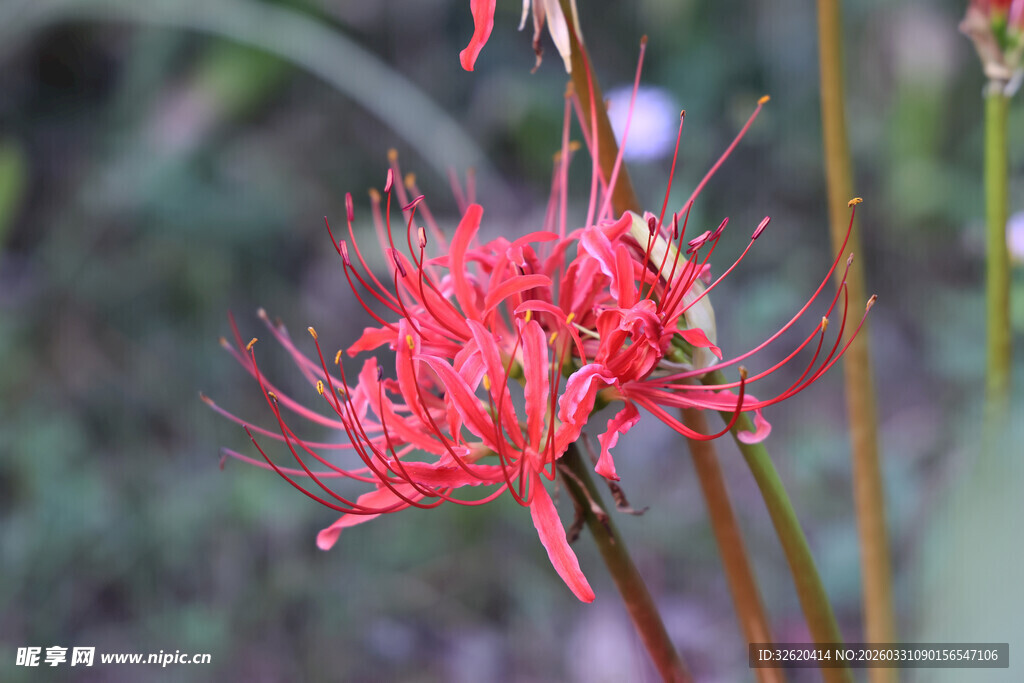 娇艳红色彼岸花绽放
