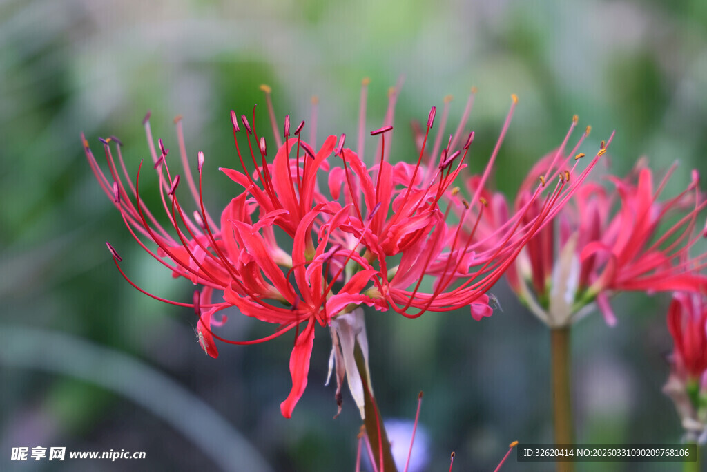 艳丽红色彼岸花绽放