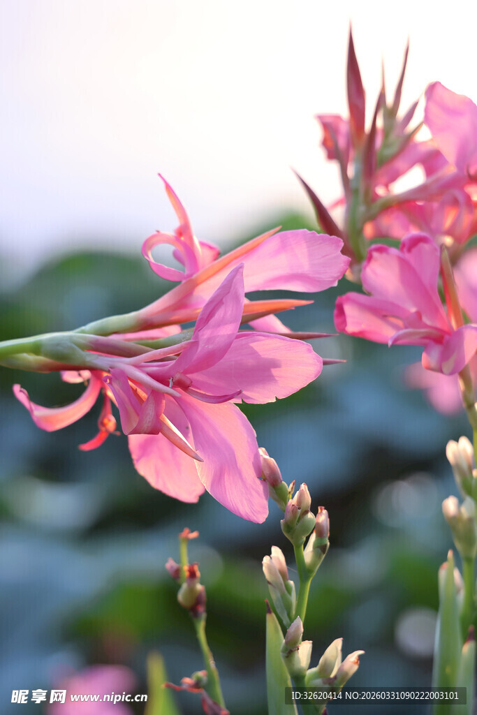 娇艳粉色花朵绽放