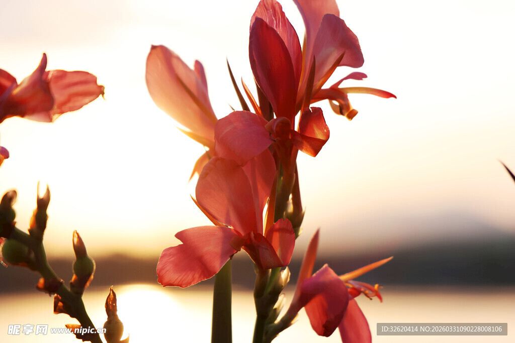 夕阳下的艳丽红色花朵