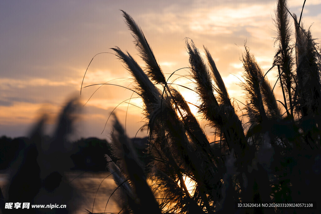 夕阳下的芦苇美景