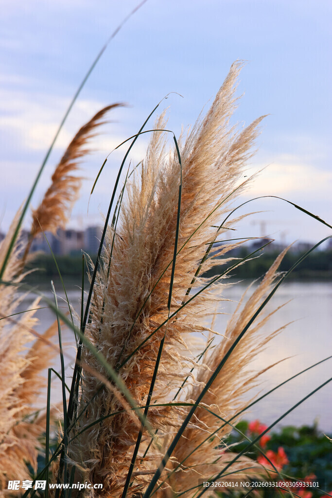 湖畔芦苇随风摇曳