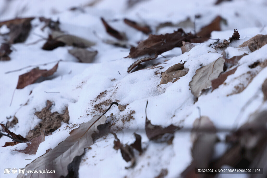 雪覆枯叶景象