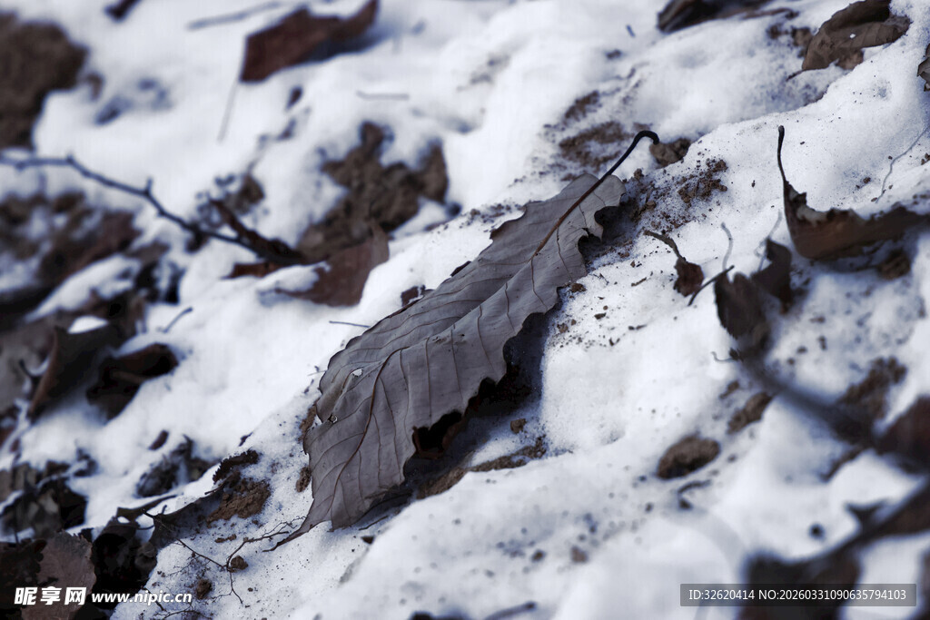 雪覆枯叶景象