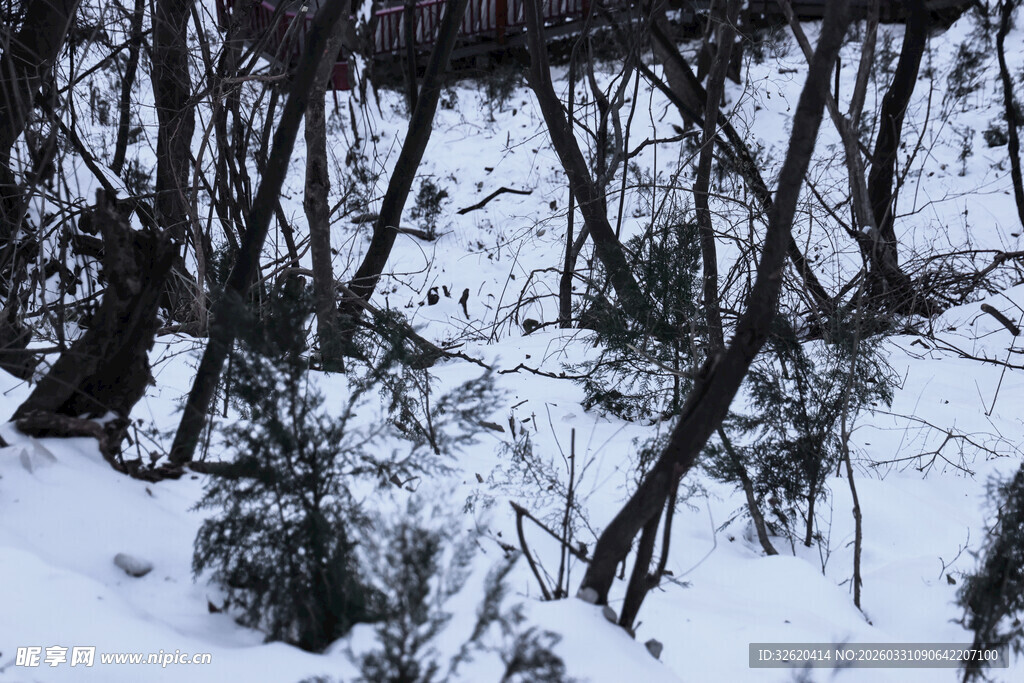 雪覆枯林景象