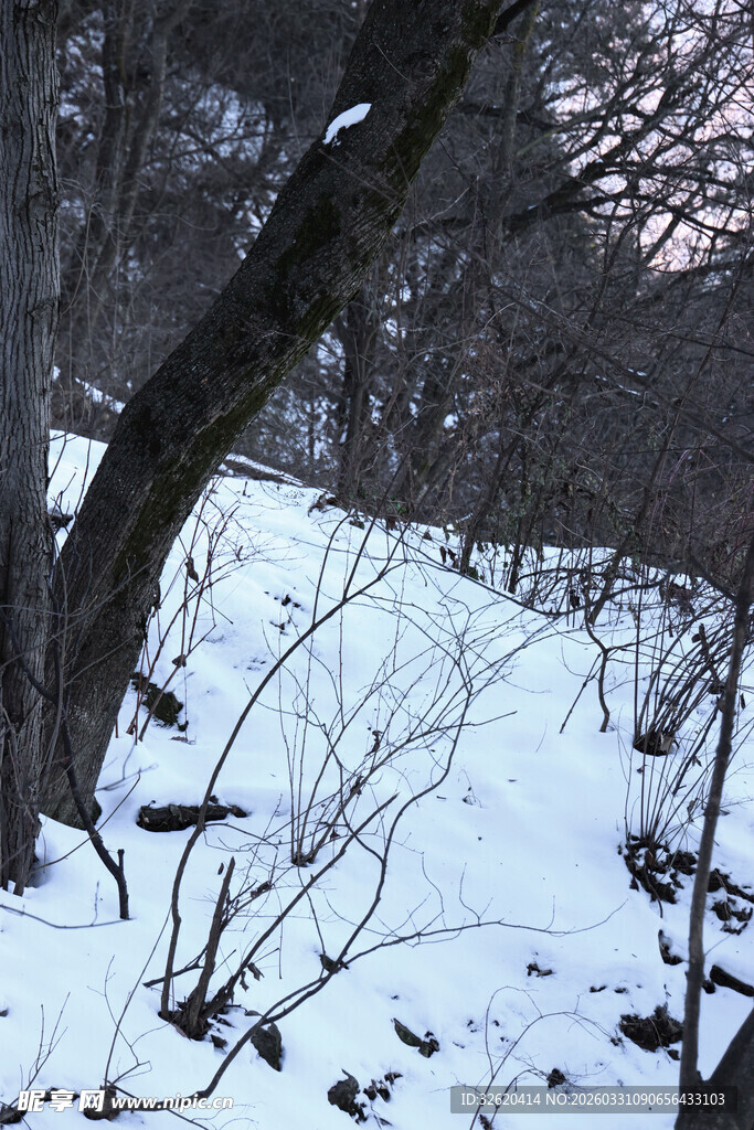 冬日雪覆树林景象