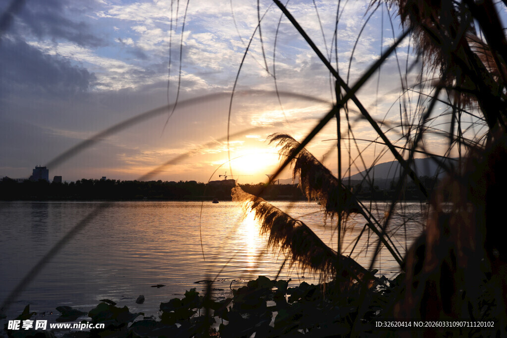 夕阳下湖畔芦苇美景