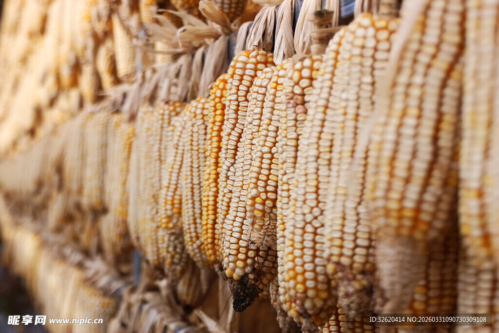 金黄玉米串