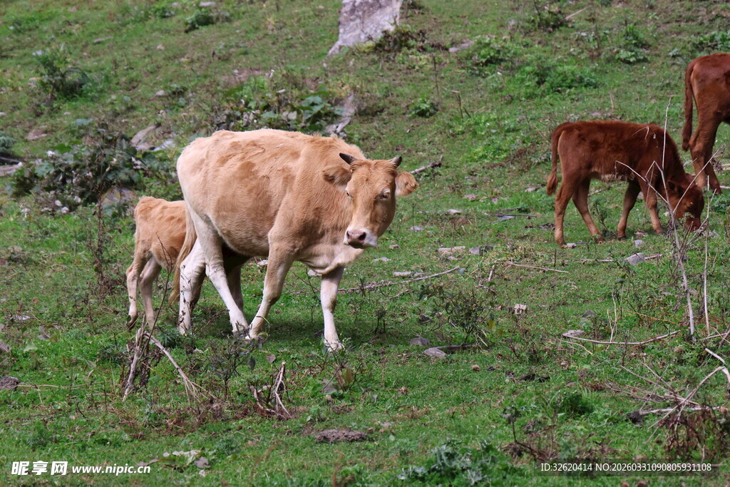 山坡上的牛群与小牛