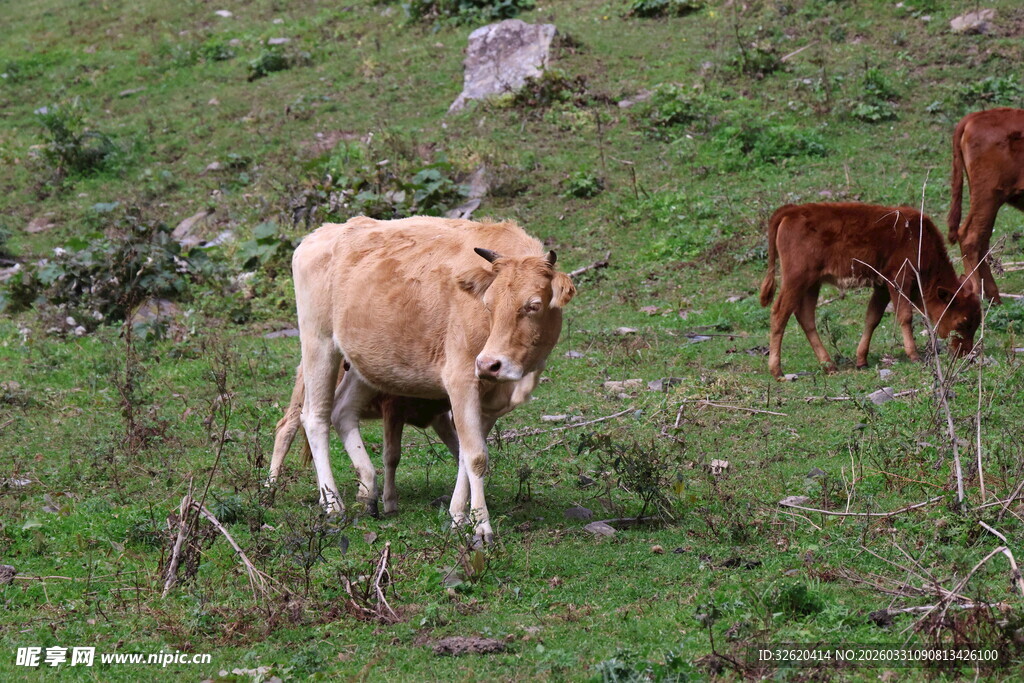 草原上悠闲的牛