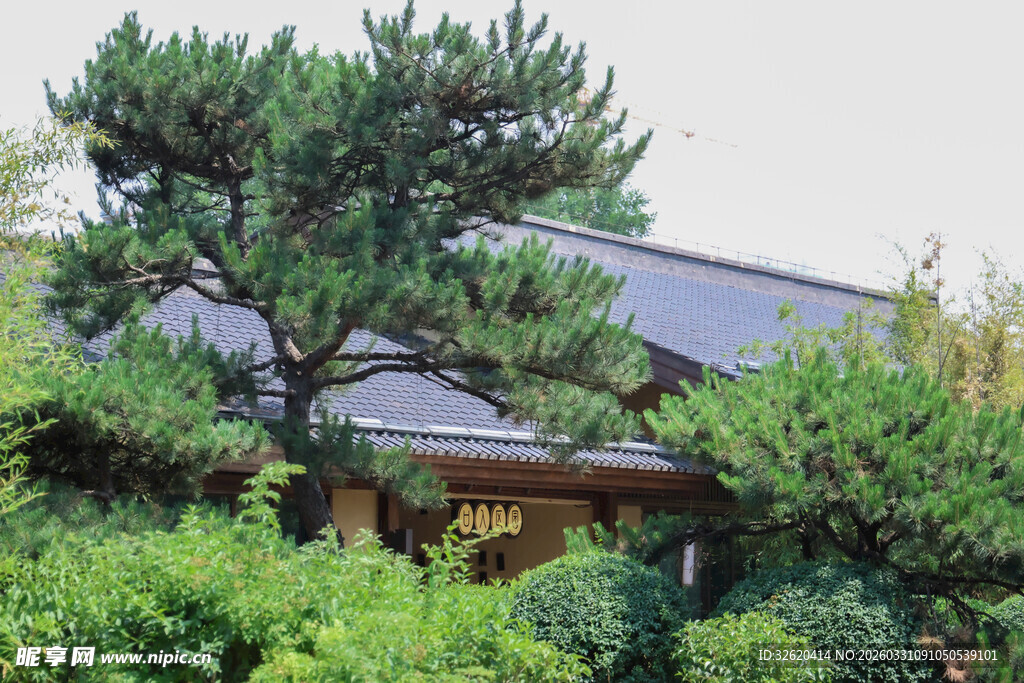 庭院景观绿植与建筑