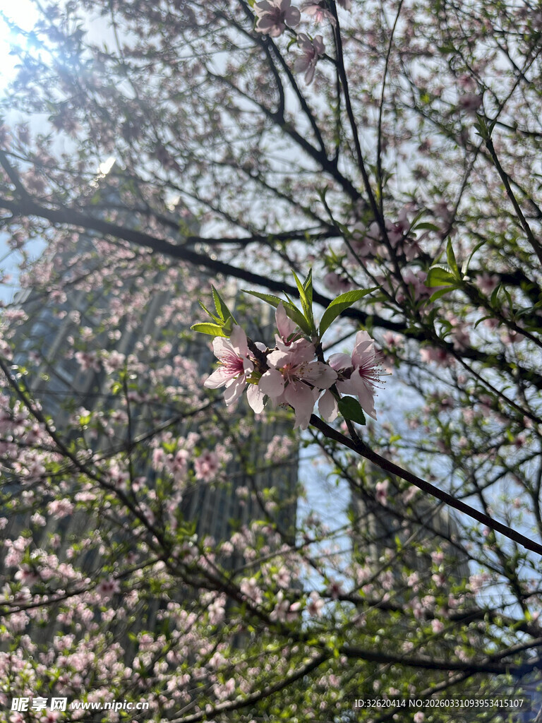 春日繁花似锦的树木