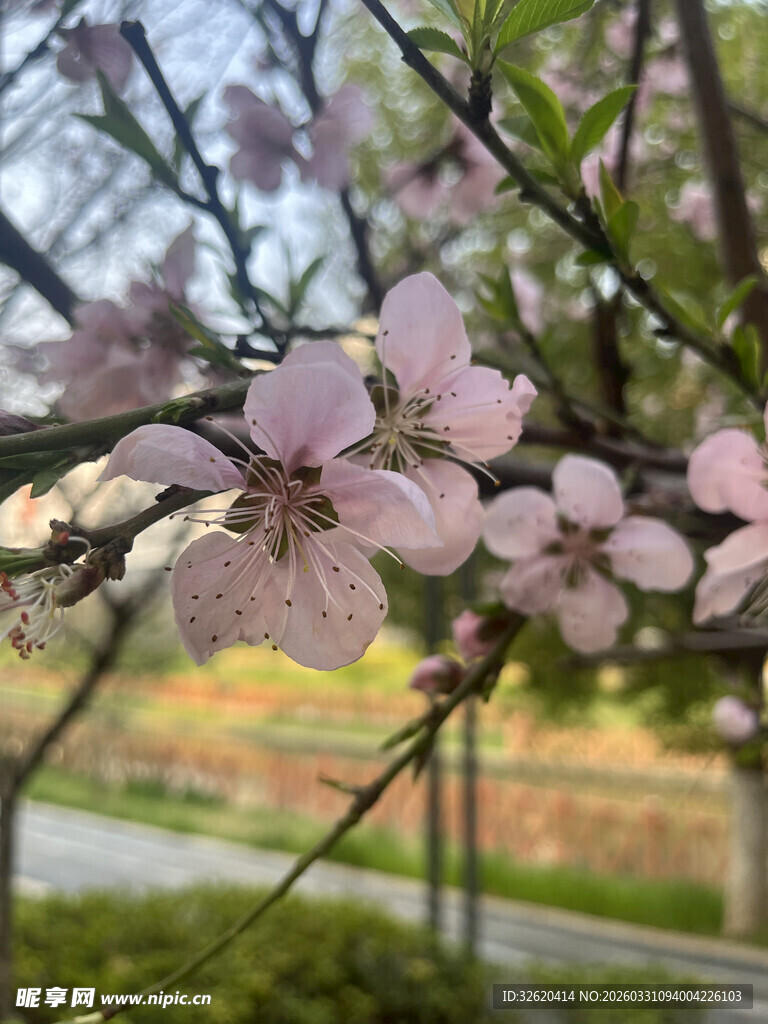 枝头绽放的粉嫩桃花