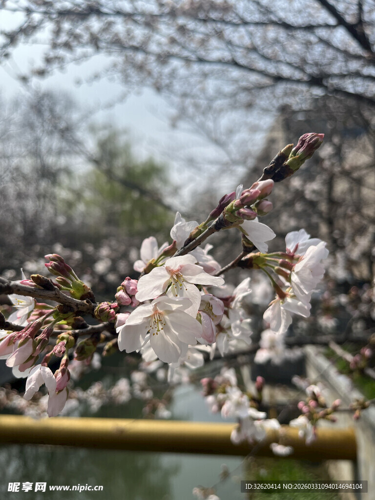 枝头绽放的美丽樱花