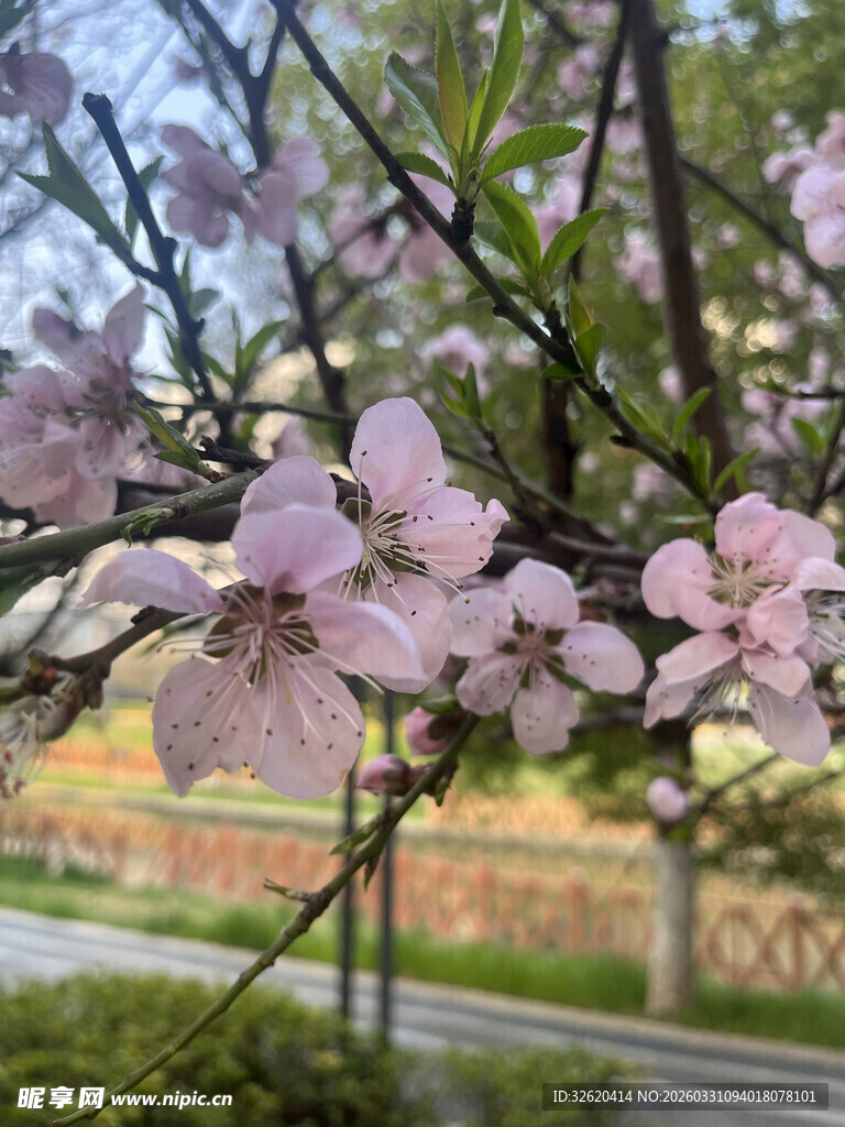 春日绽放的粉嫩桃花