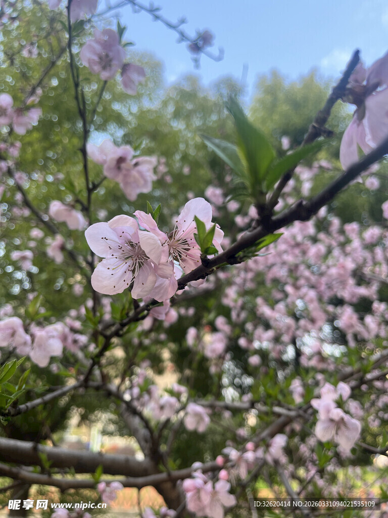 春日烂漫桃花枝头绽放