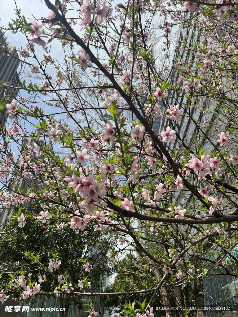 春日繁花盛开的美丽树木