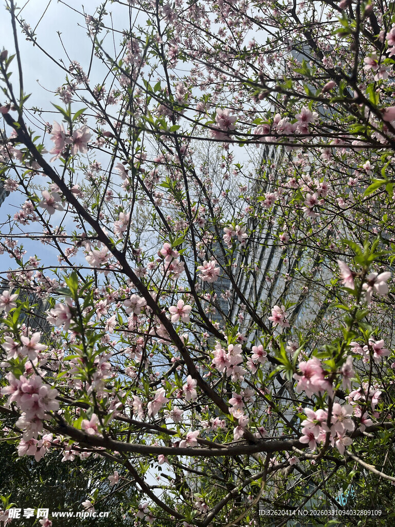 枝头绽放的粉嫩樱花