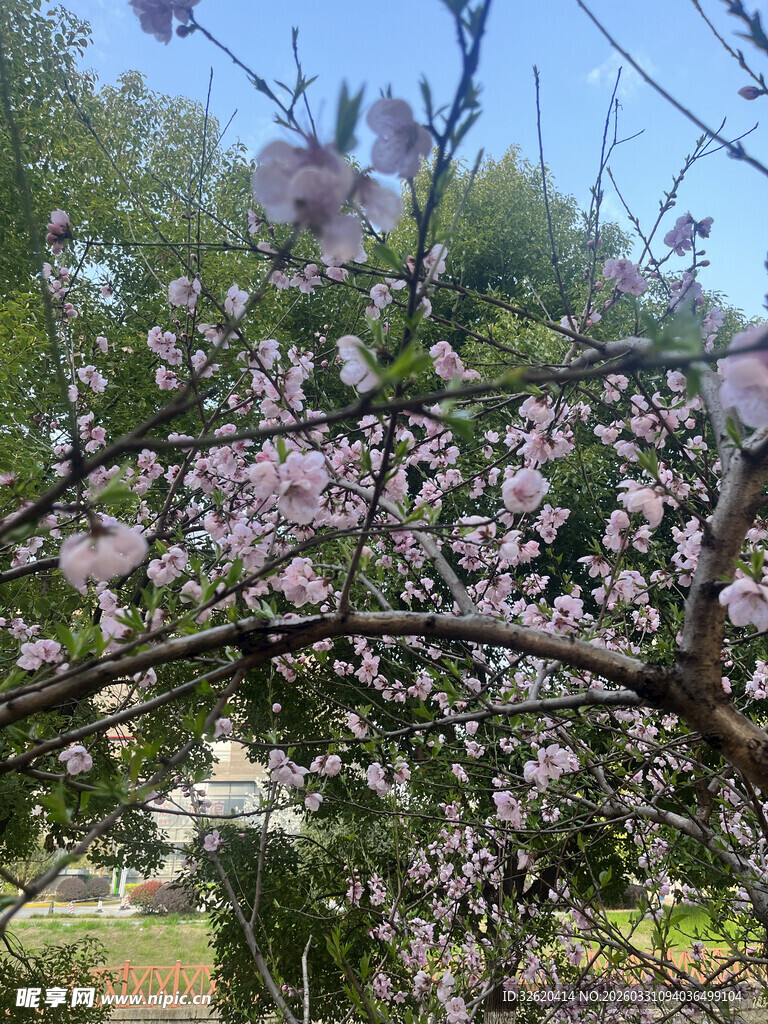 春日繁花盛放的烂漫樱花