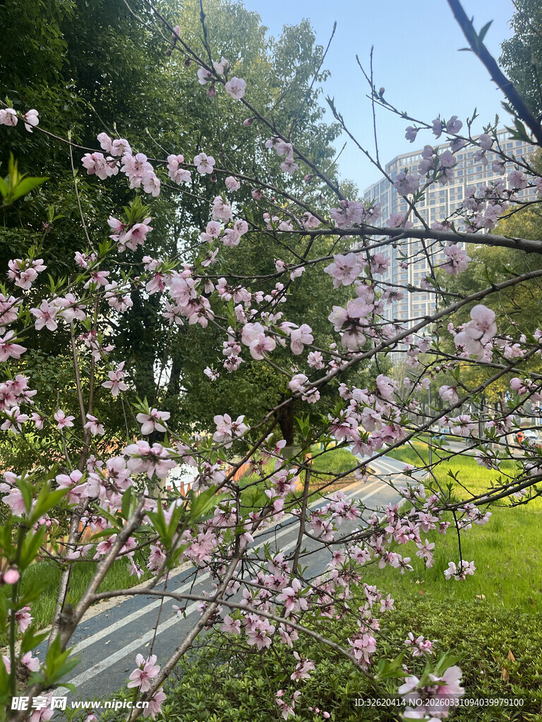 春日繁花盛开的道路