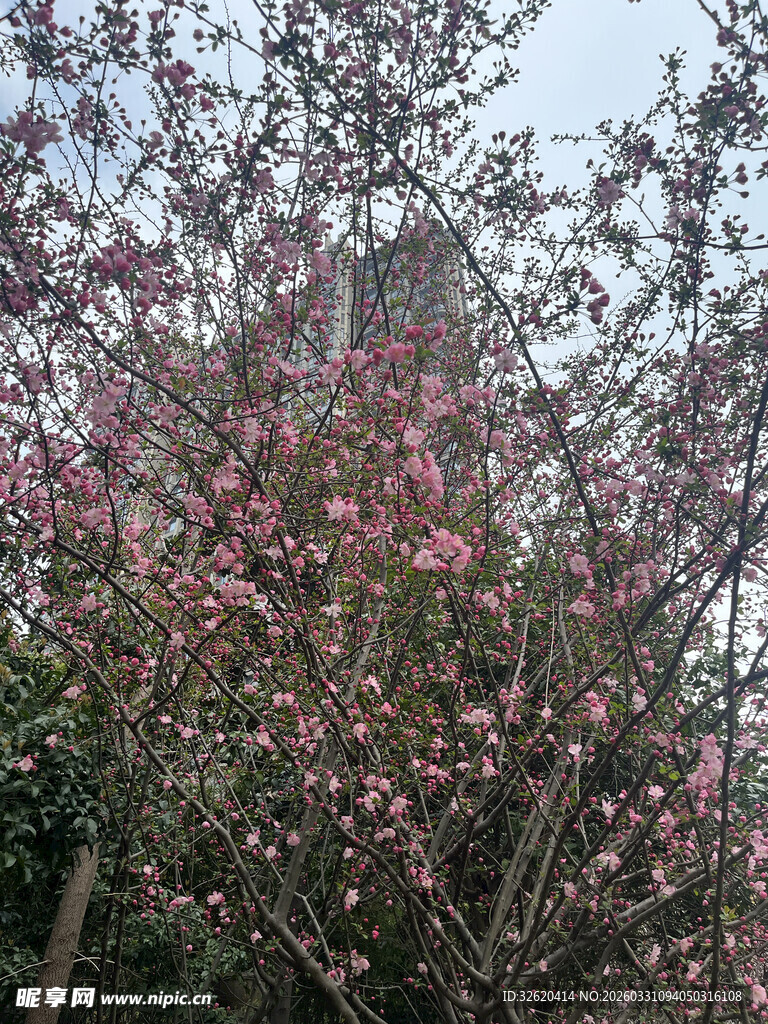 盛开的粉色繁花美景