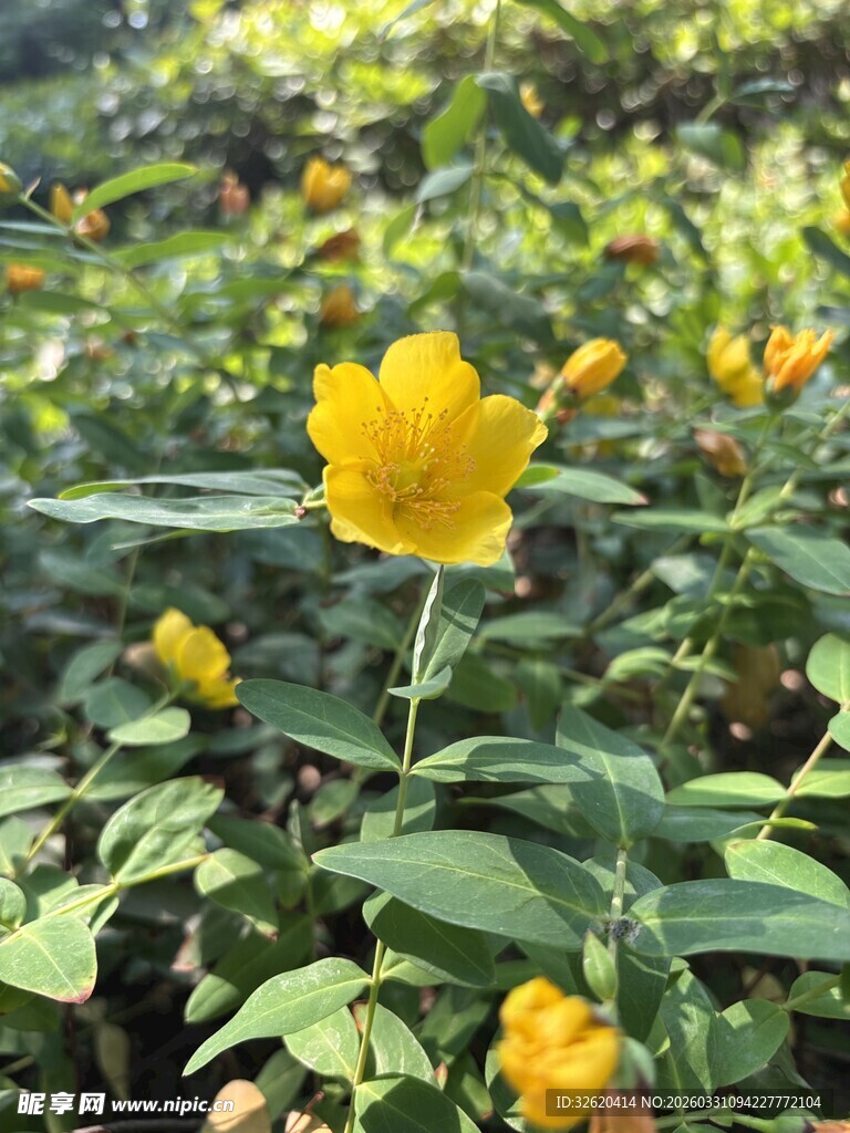 黄色小花绽放于绿叶间
