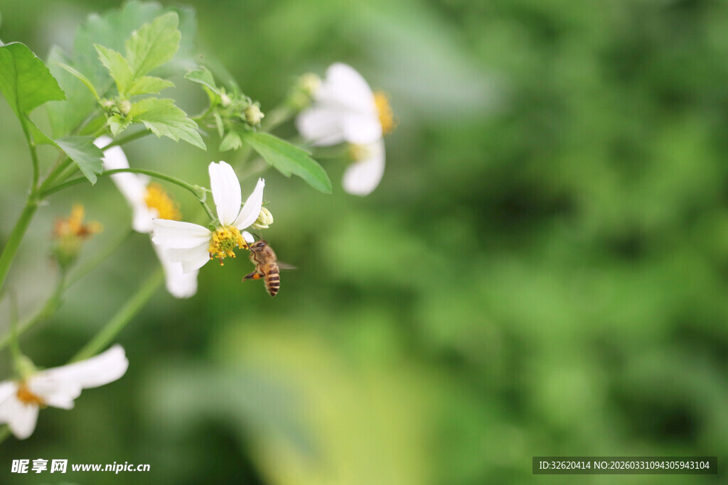 蜜蜂采蜜于白色小花间