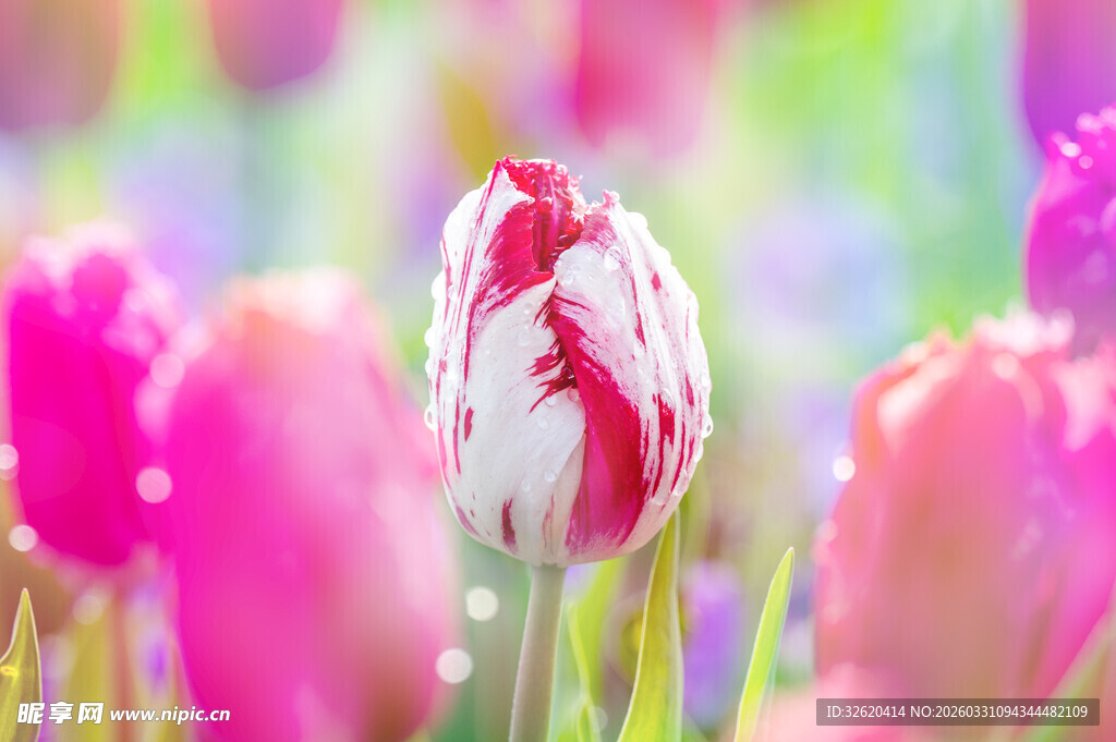多彩郁金香绽放的美丽