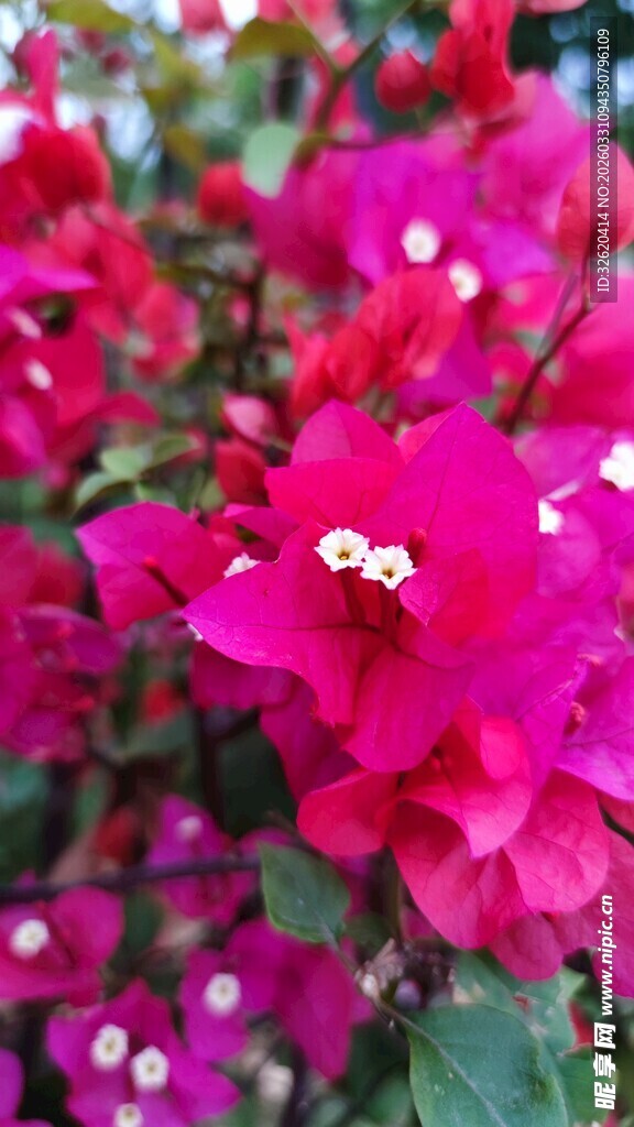 艳丽三角梅绽放