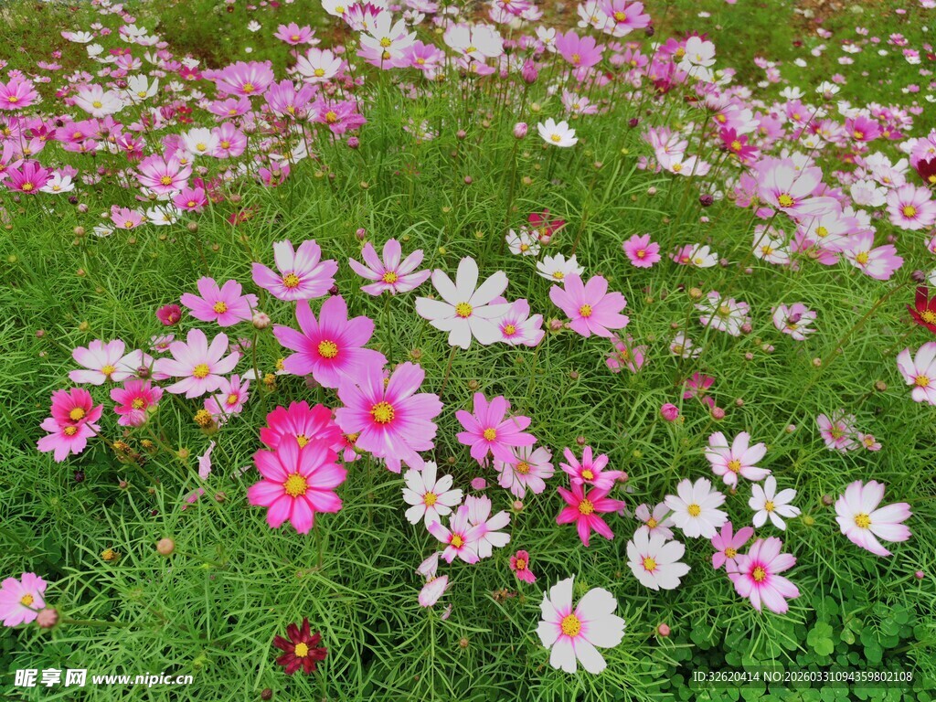 缤纷格桑花绽放于草地