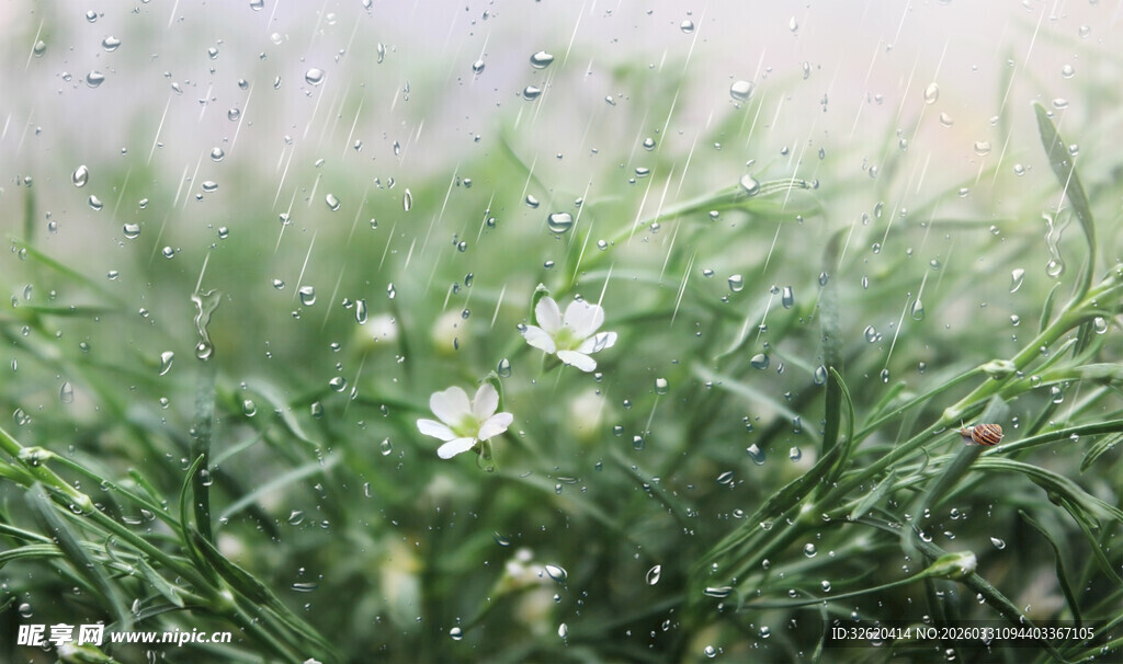 清新草地中的白色小花