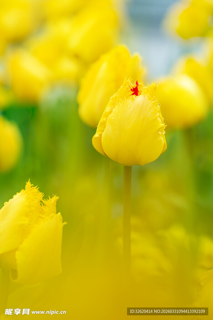 黄色娇艳郁金香花