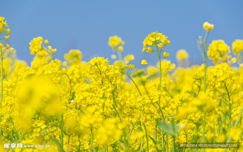 金黄油菜花海绽放