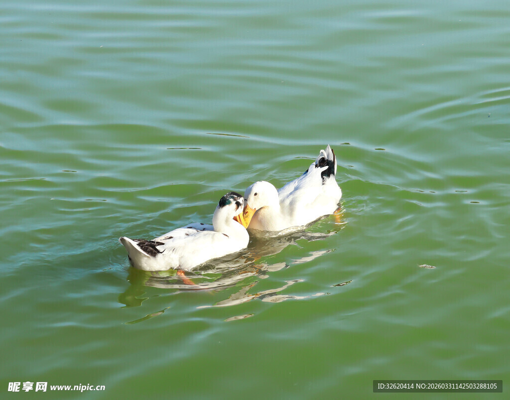 水中嬉戏的两只鸭子