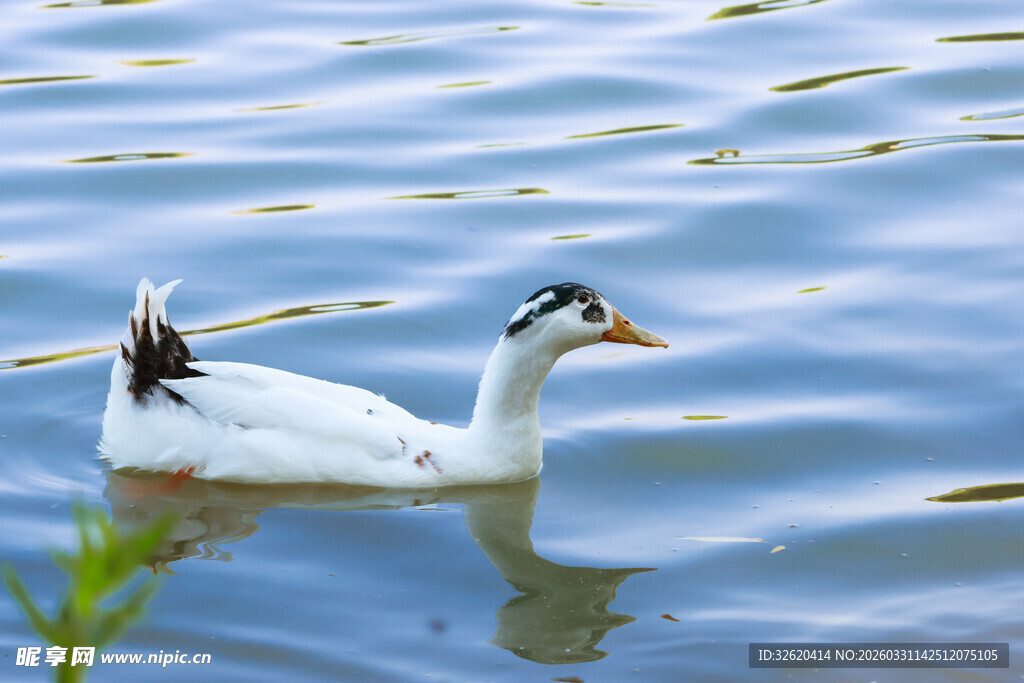 白鸭水中游