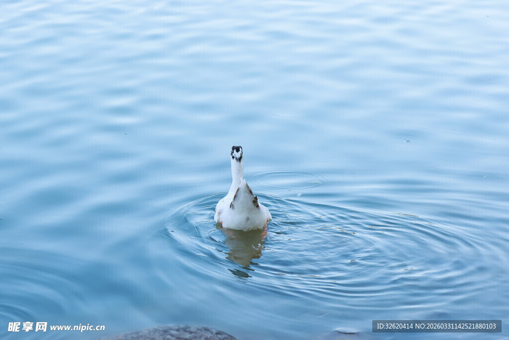 水中游弋的可爱鸭子